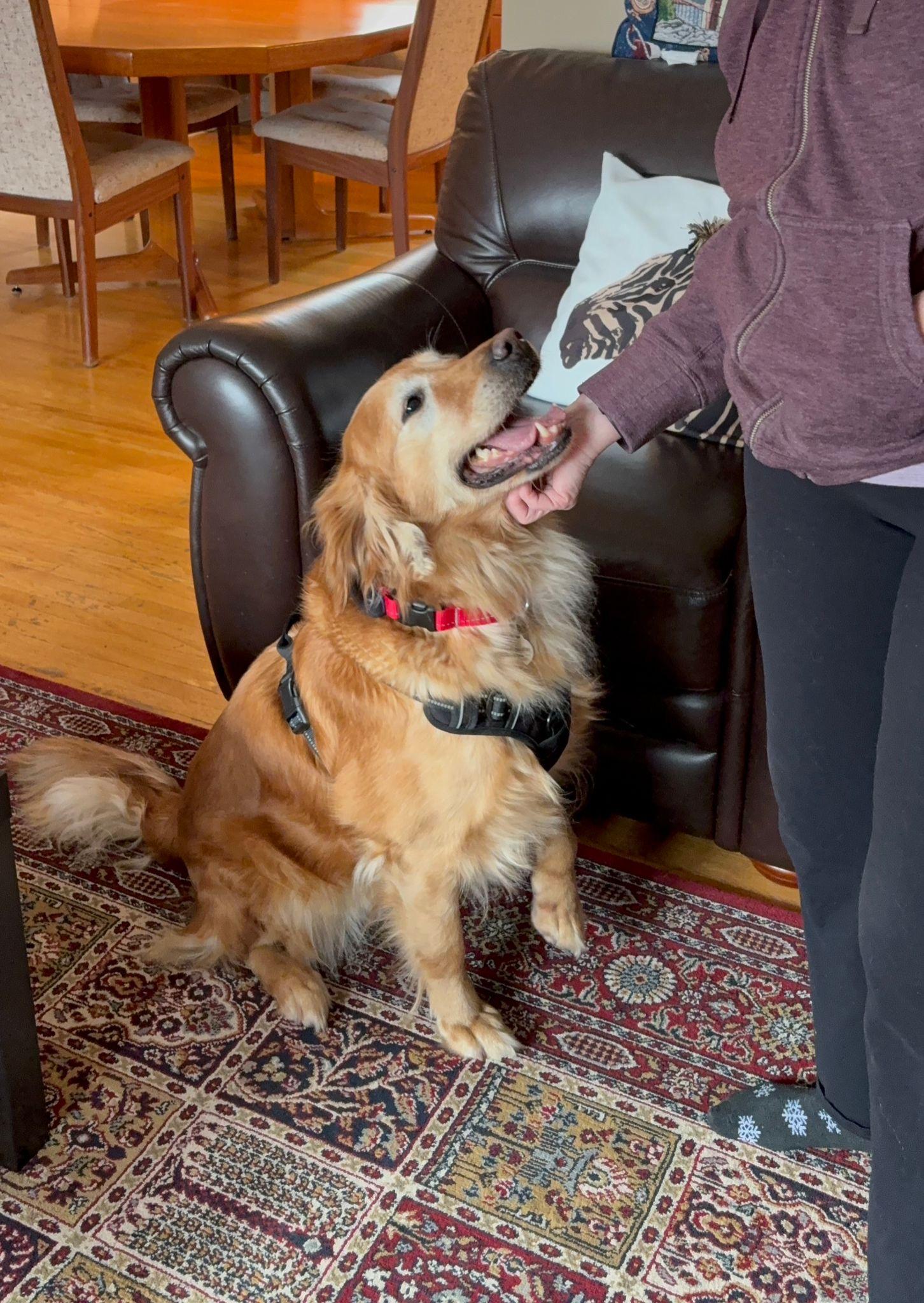 Honey , a ADOPTABLE Golden Retriever in Oakville, ON image 3/5