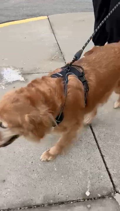 Enlarge Honey , a ADOPTABLE Golden Retriever in Oakville, ON video 5/5
