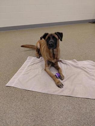 Enlarge Max Silver, a Adoptable mixed breed in Detroit, MI image 1/1