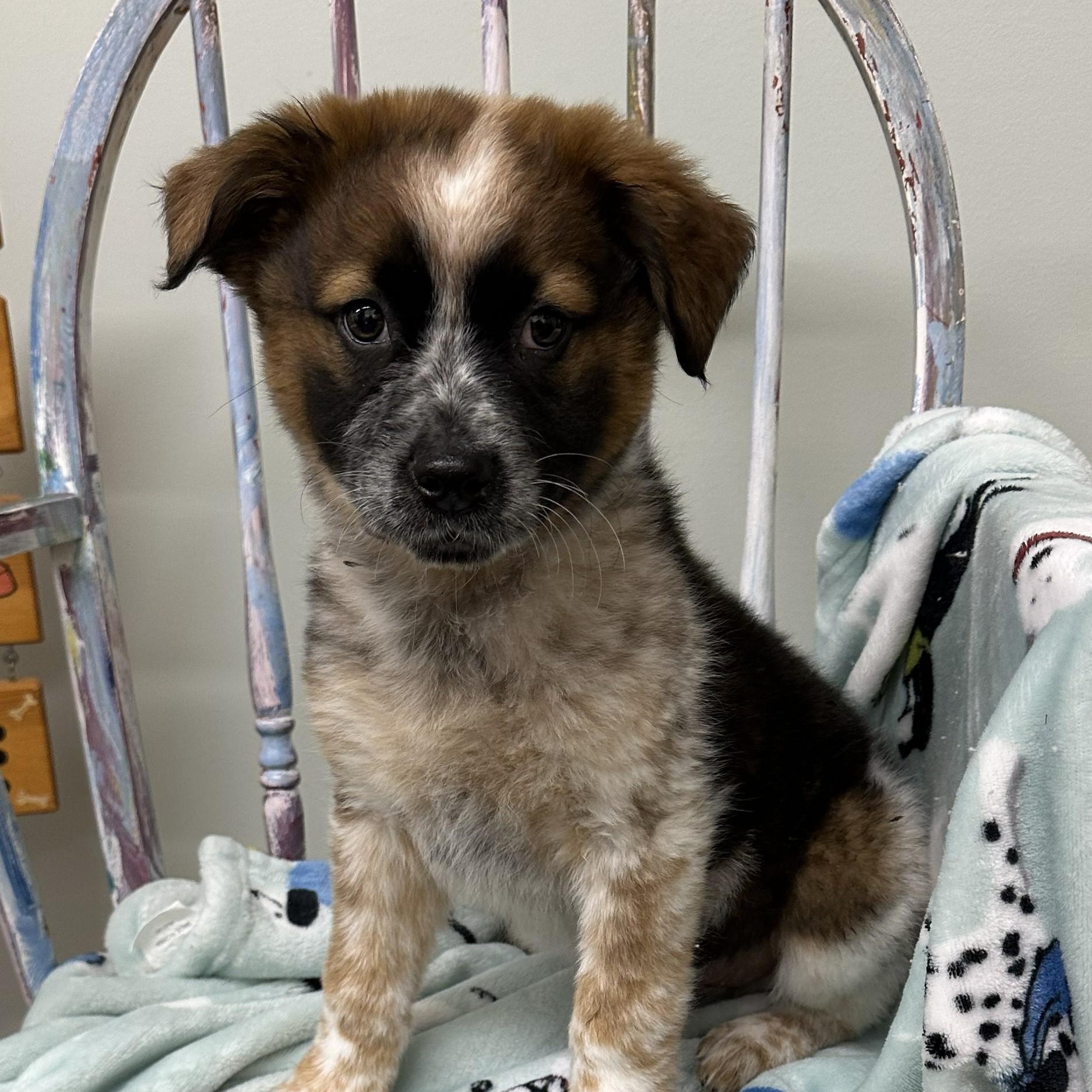 Max, ADOPTABLE, Puppy Male Australian Cattle Dog / Blue Heeler.