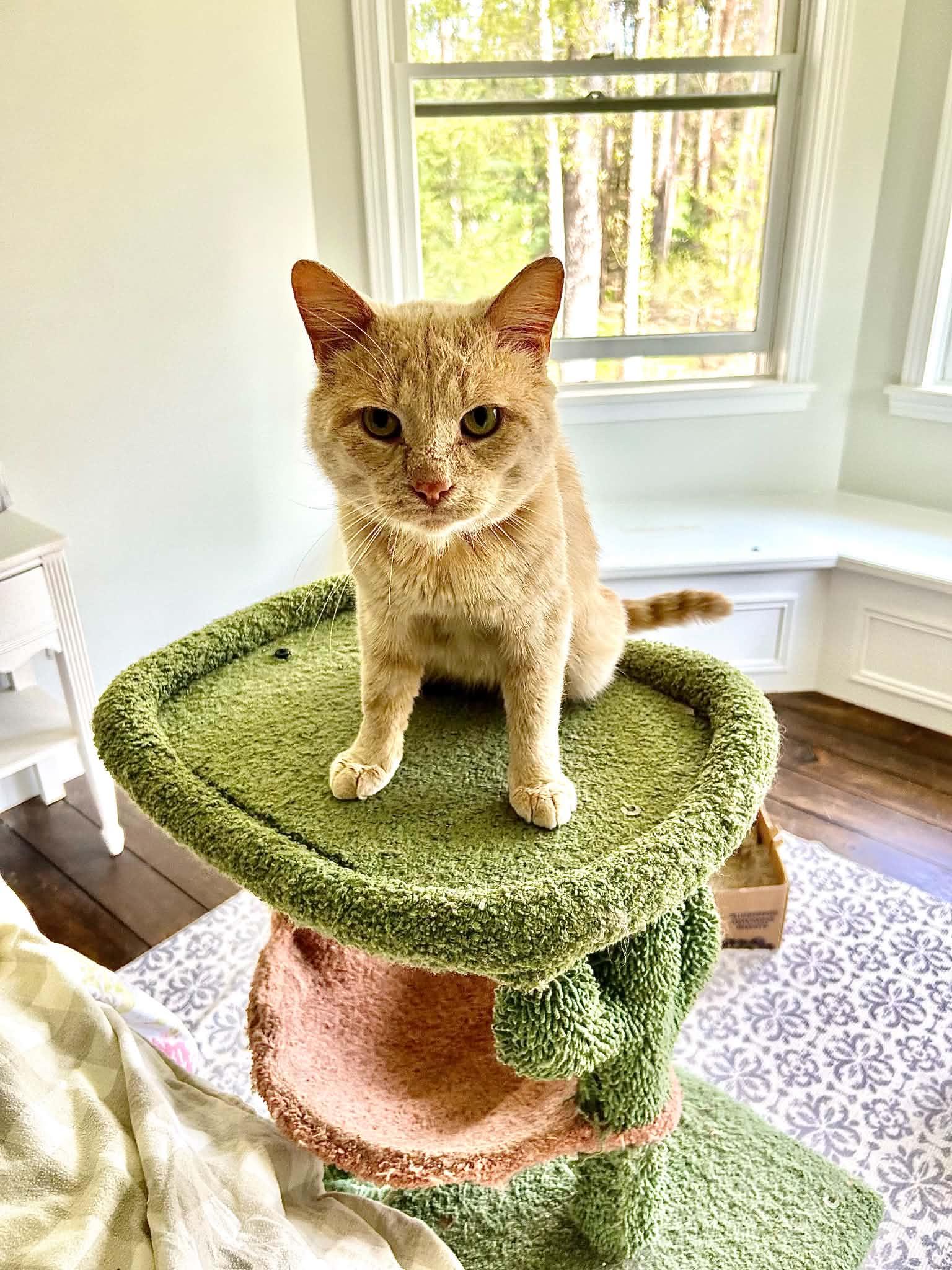 Enlarge Perry, a ADOPTABLE Domestic Short Hair in Davison, MI image 2/2