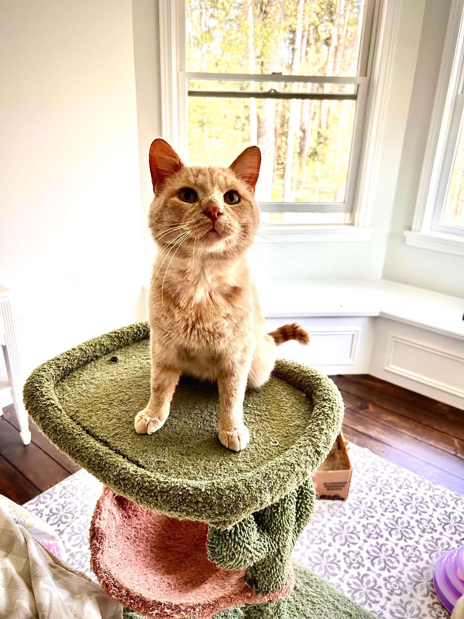 Enlarge Perry, a ADOPTABLE Domestic Short Hair in Davison, MI image 1/2