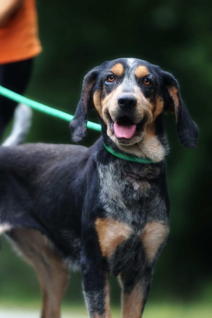 Enlarge Bramble, a Adoptable Coonhound in Hampton, VA image 1/1