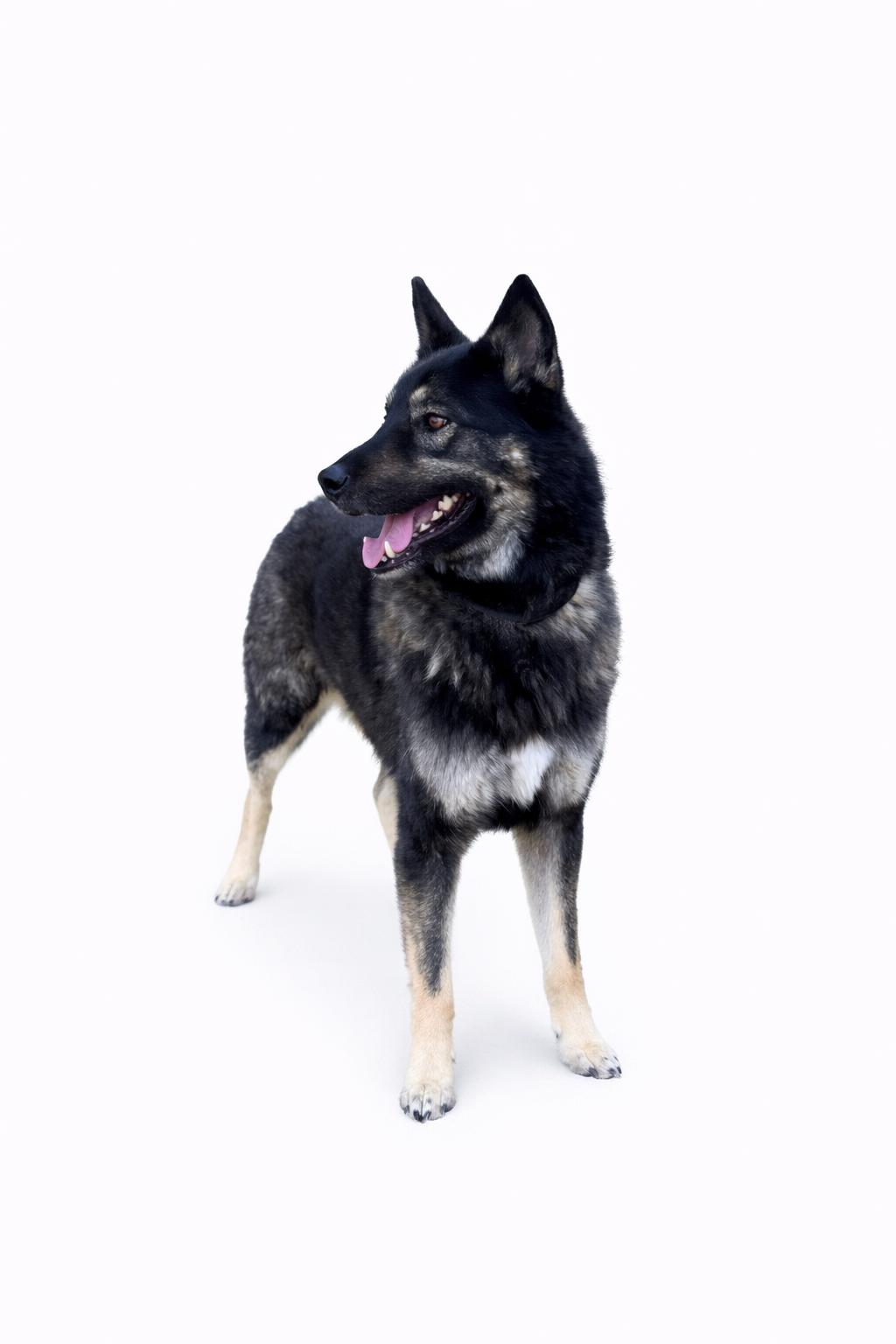 Trooper , an adoptable mixed breed in SYLVANIA, GA image 3/4