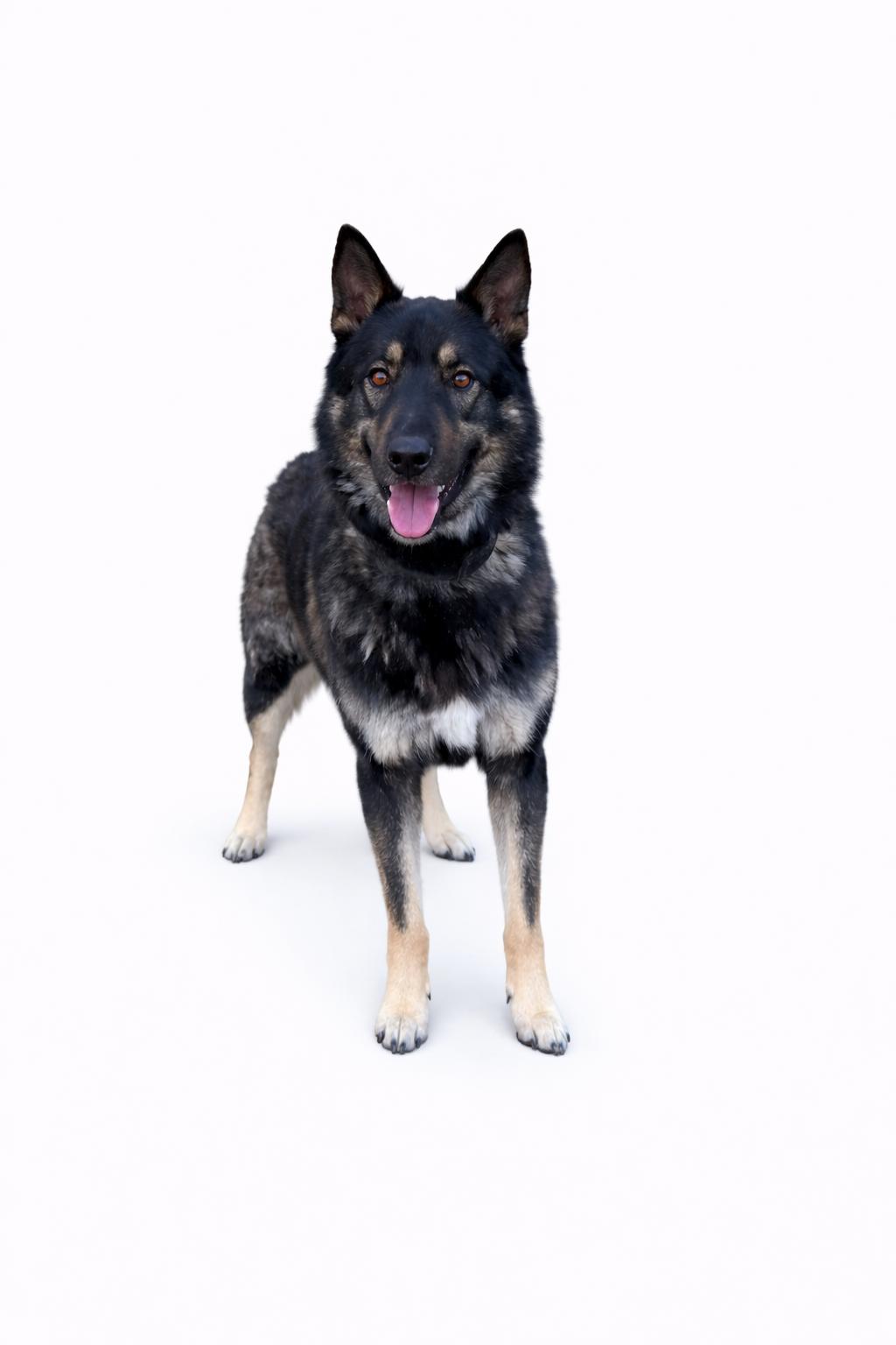 Trooper , adoptable, Adult Male German Shepherd Dog & Husky.