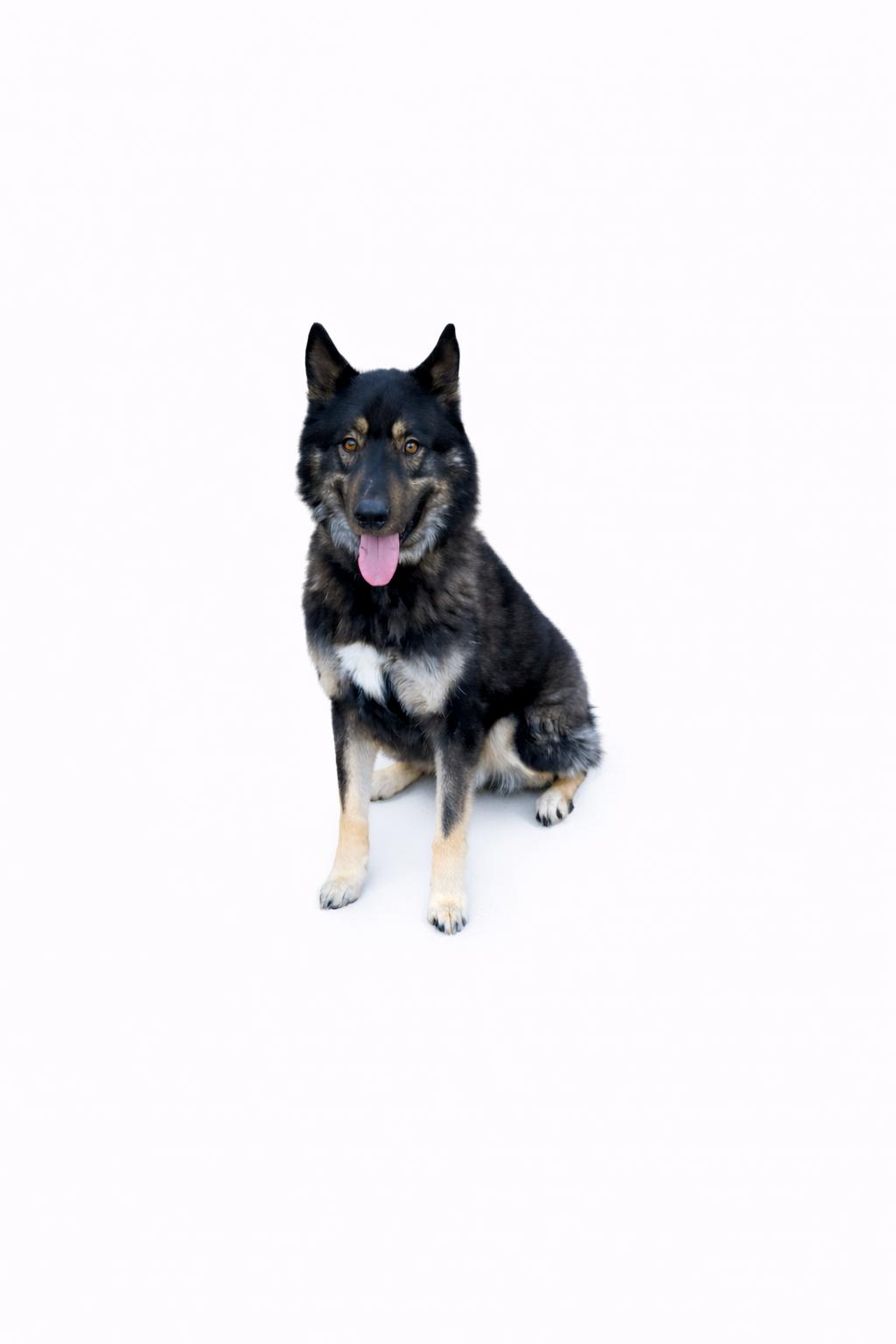Trooper , an adoptable mixed breed in SYLVANIA, GA image 2/4