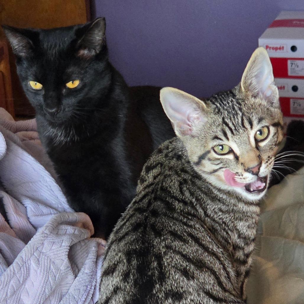 Hector, Adoptable, Kitten Male Domestic Medium Hair.