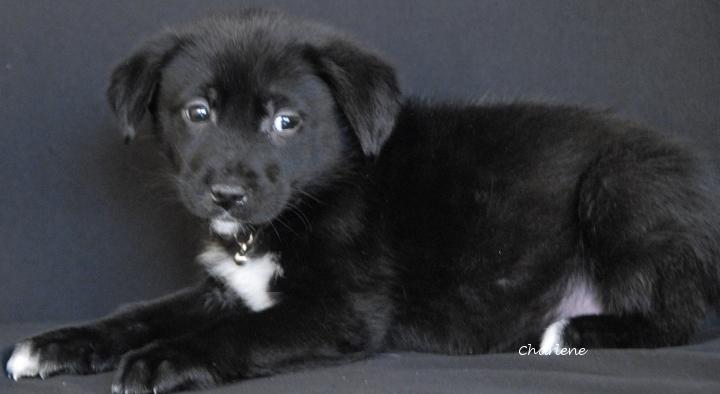 Imali, ADOPTABLE, Puppy Female Wirehaired Terrier.