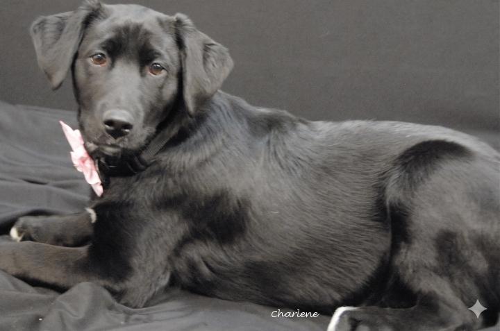 Enlarge Ruth, an adoptable mixed breed in Newland, NC image 1/2