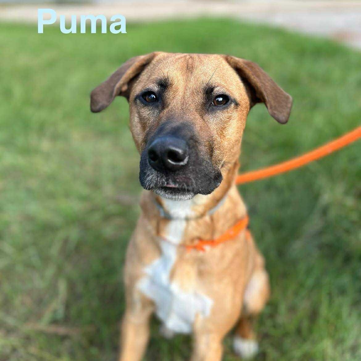 PUMA, a Adoptable mixed breed in Madisonville, LA image 2/4