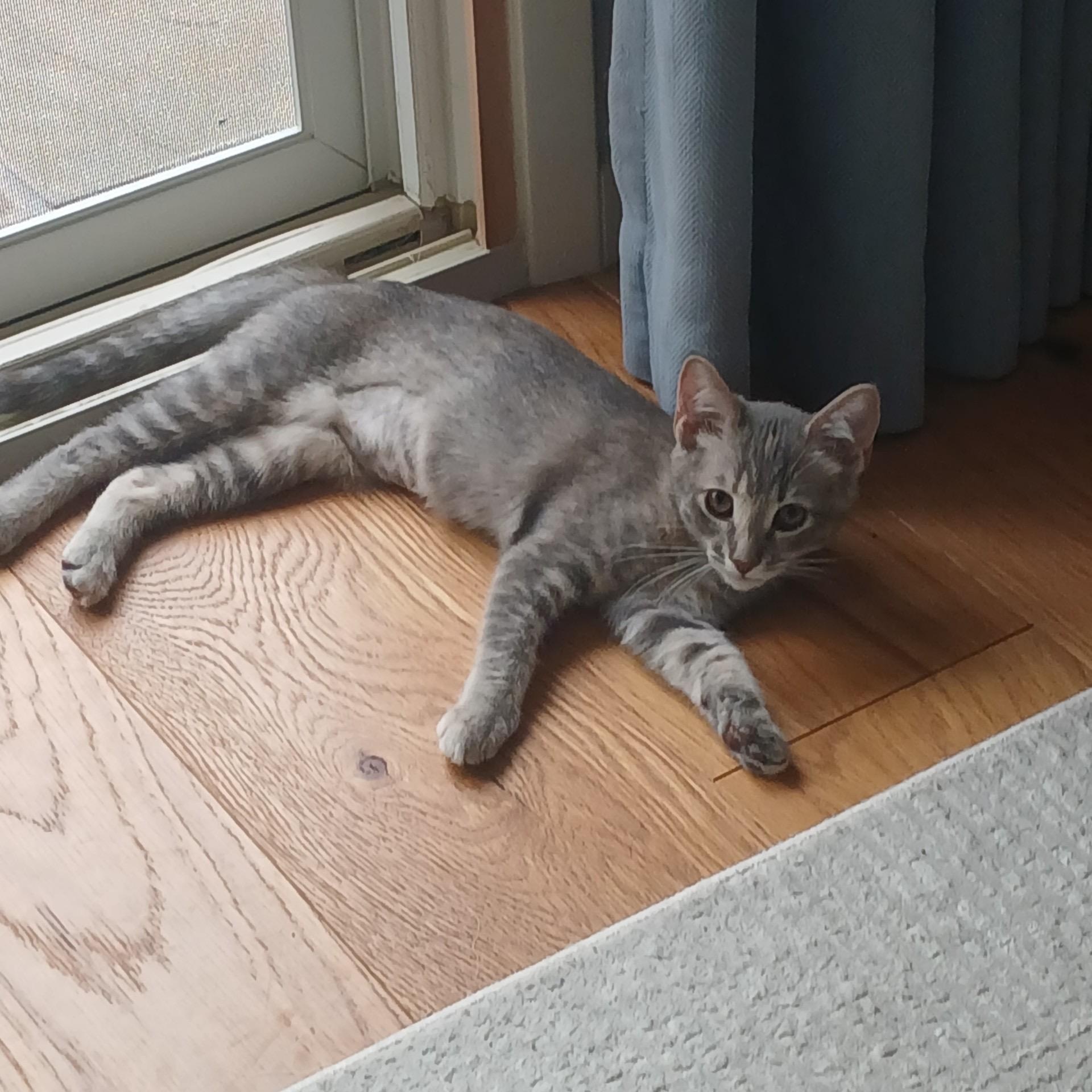 Glo, a Adoptable Domestic Short Hair in La Canada, CA image 3/3