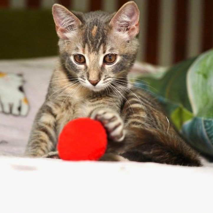 Glo, a Adoptable Domestic Short Hair in La Canada, CA image 2/3
