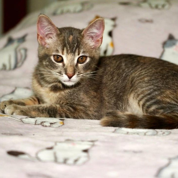 Glo, Adoptable, Kitten Female Domestic Short Hair.