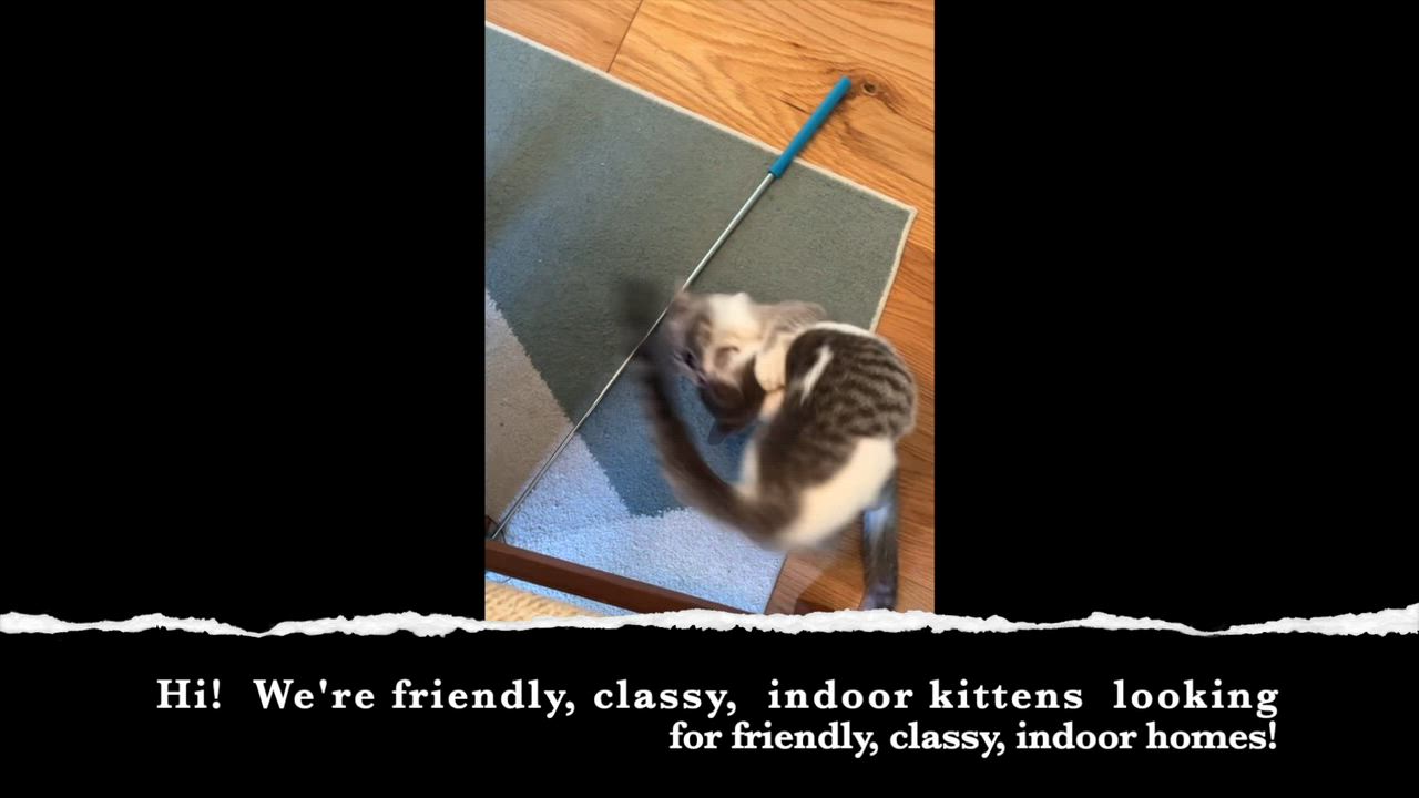 Enlarge Glo, a Adoptable Domestic Short Hair in La Canada, CA video 4/4