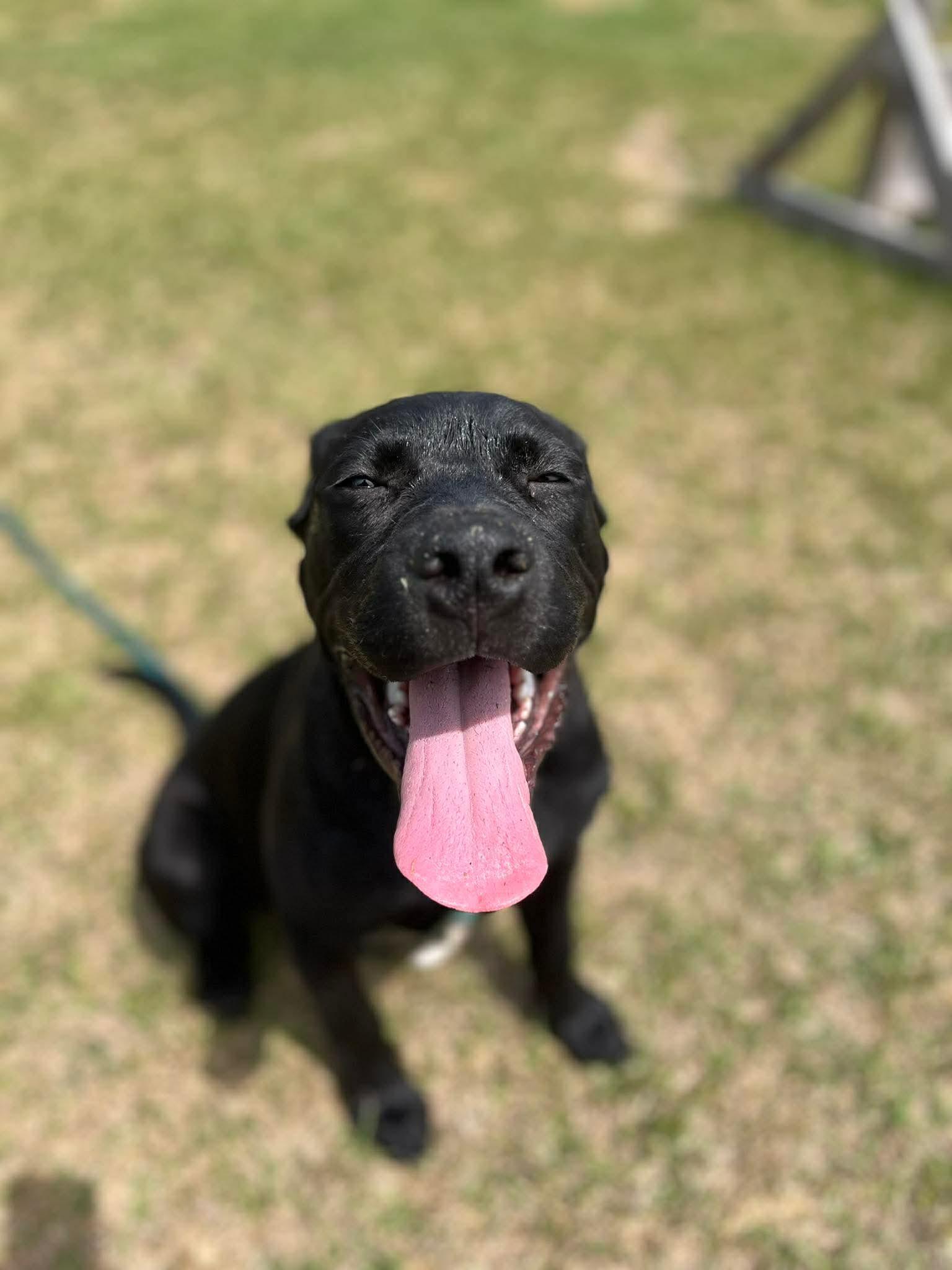 Enlarge Gunner, a ADOPTABLE mixed breed in Jacksonville, NC image 2/5