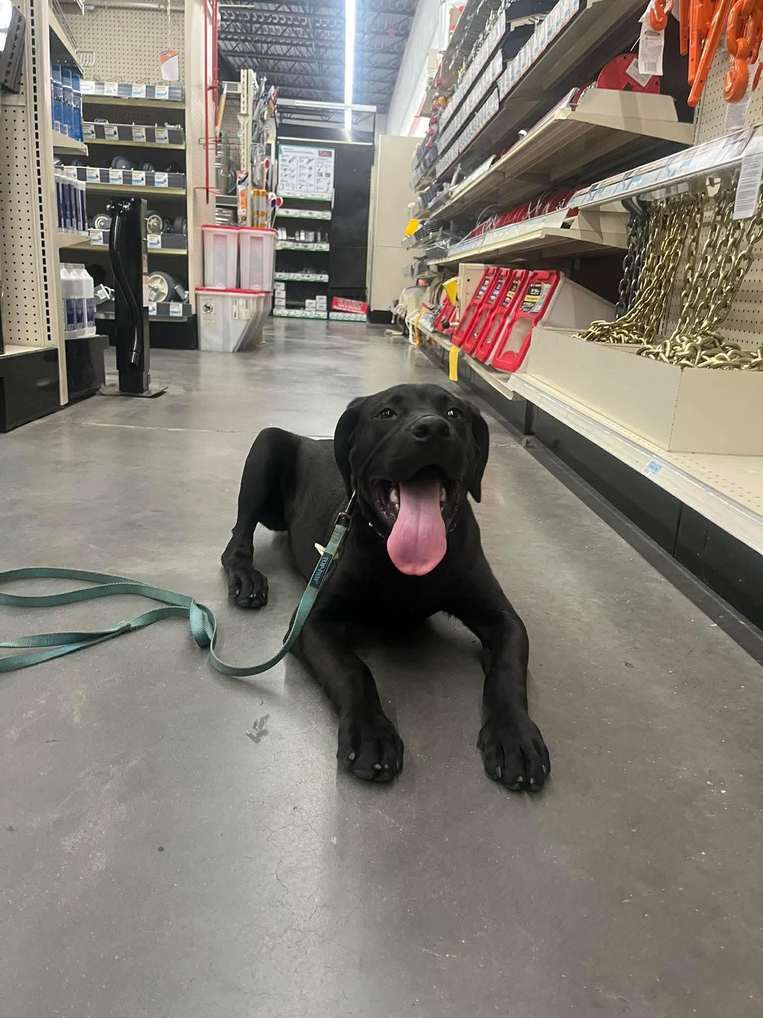 Gunner, ADOPTABLE, Puppy Male English Bulldog & Chesapeake Bay Retriever.