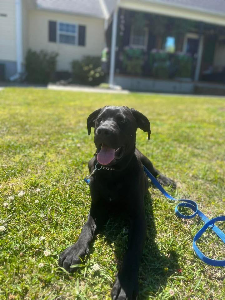Enlarge Gunner, a ADOPTABLE mixed breed in Jacksonville, NC image 4/5