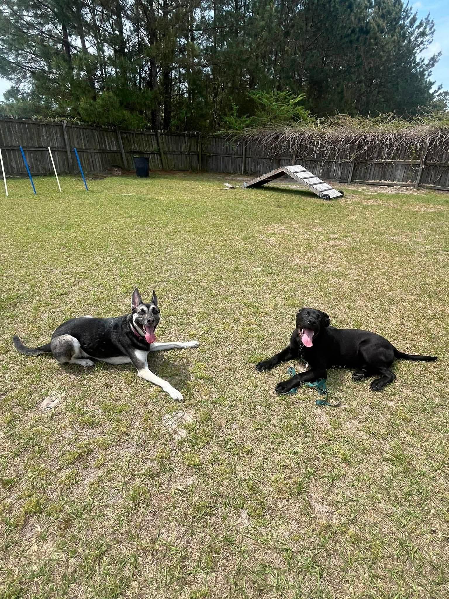 Enlarge Gunner, a ADOPTABLE mixed breed in Jacksonville, NC image 5/5
