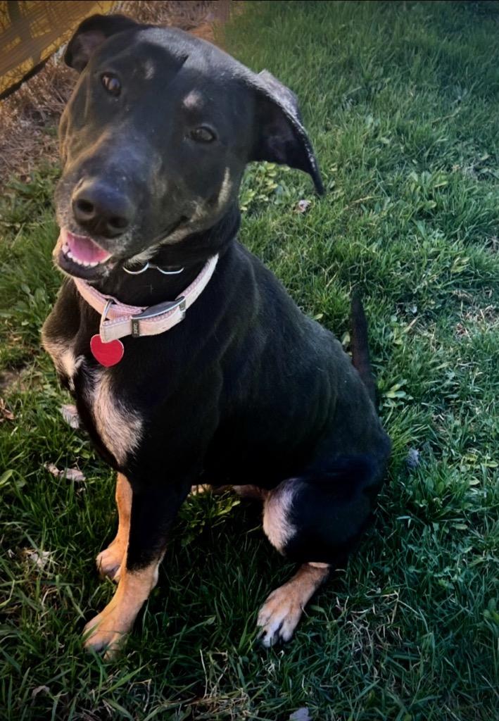 Mia, Adoptable, Adult Female Doberman Pinscher & German Shepherd Dog.