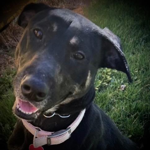 Enlarge Mia, a Adoptable mixed breed in Pittsfield, IL image 3/5