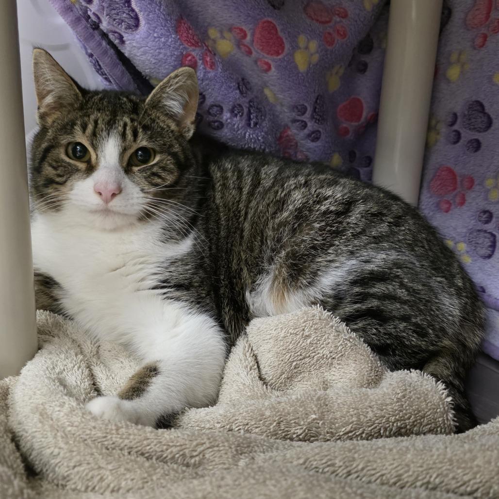 Bugbite, Adoptable, Young Male Domestic Short Hair.