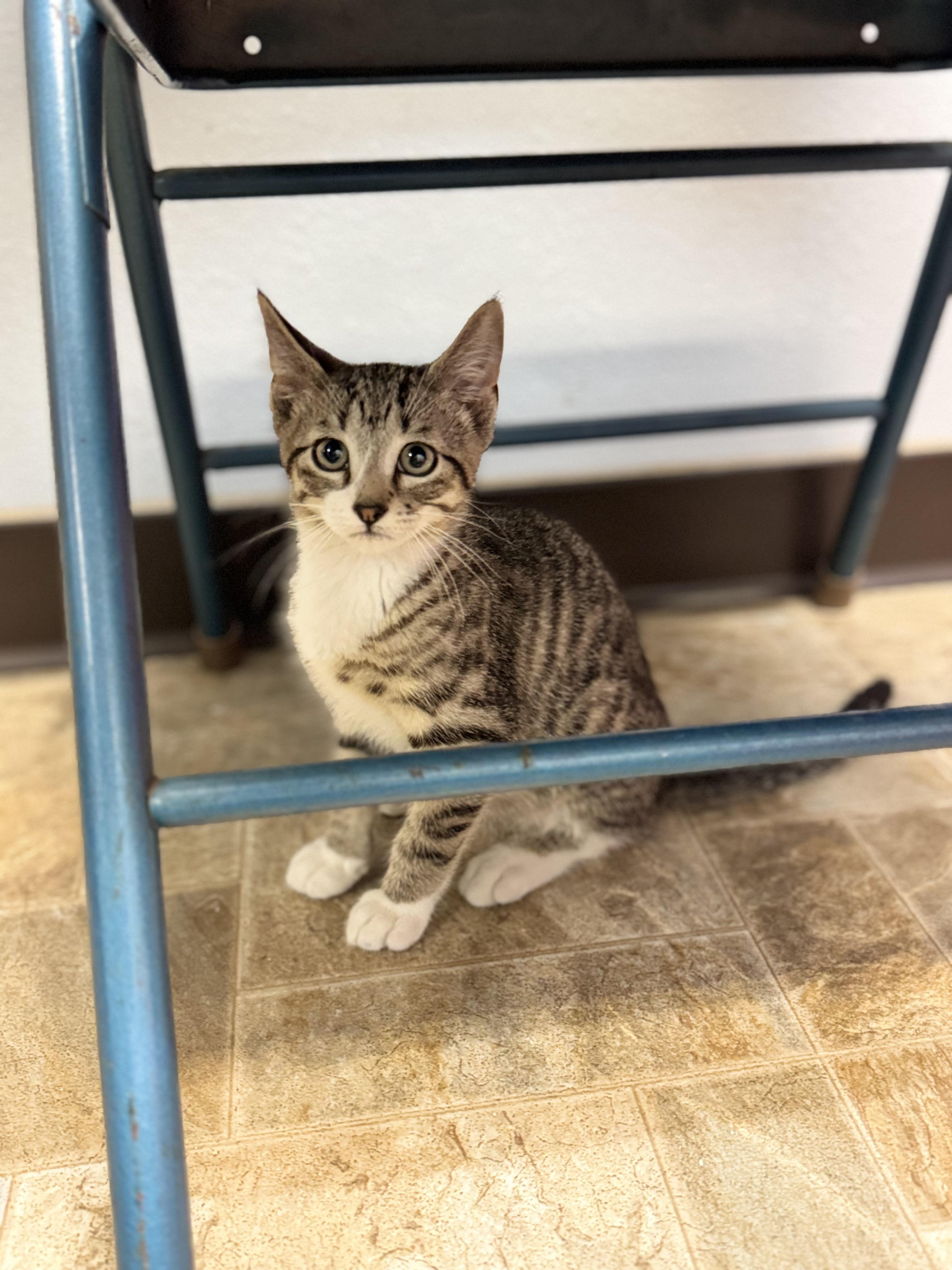 Butch, a ADOPTABLE Domestic Short Hair in Dodgeville, WI image 1/2