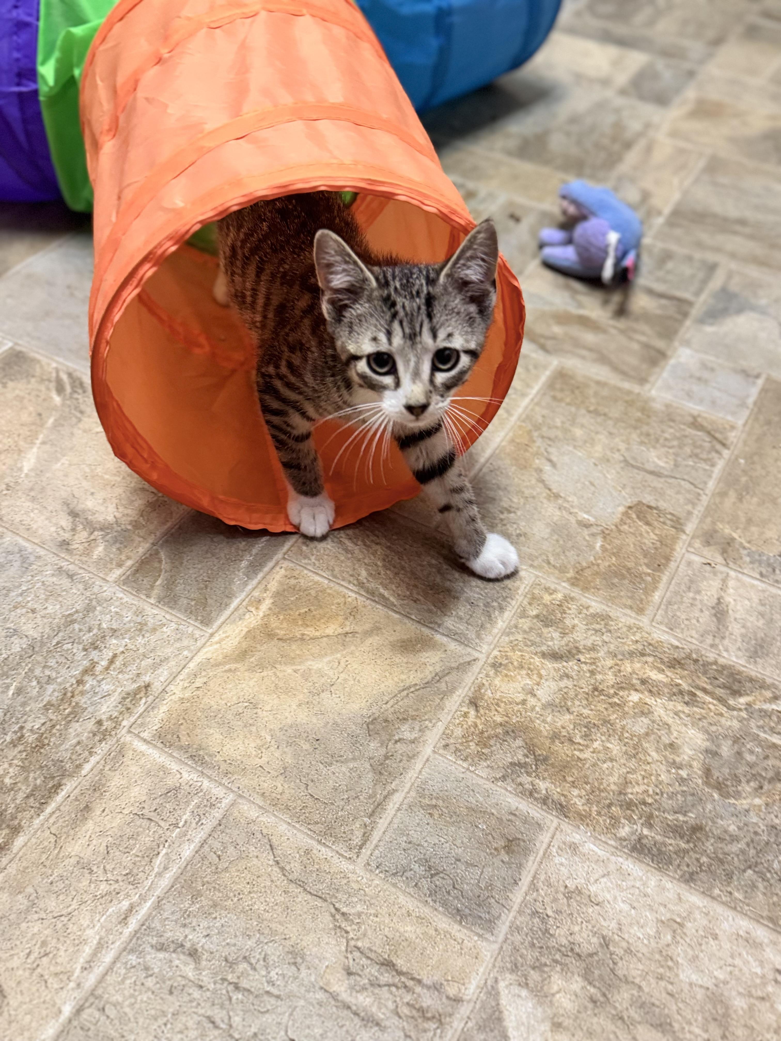 Butch, a ADOPTABLE Domestic Short Hair in Dodgeville, WI image 2/2