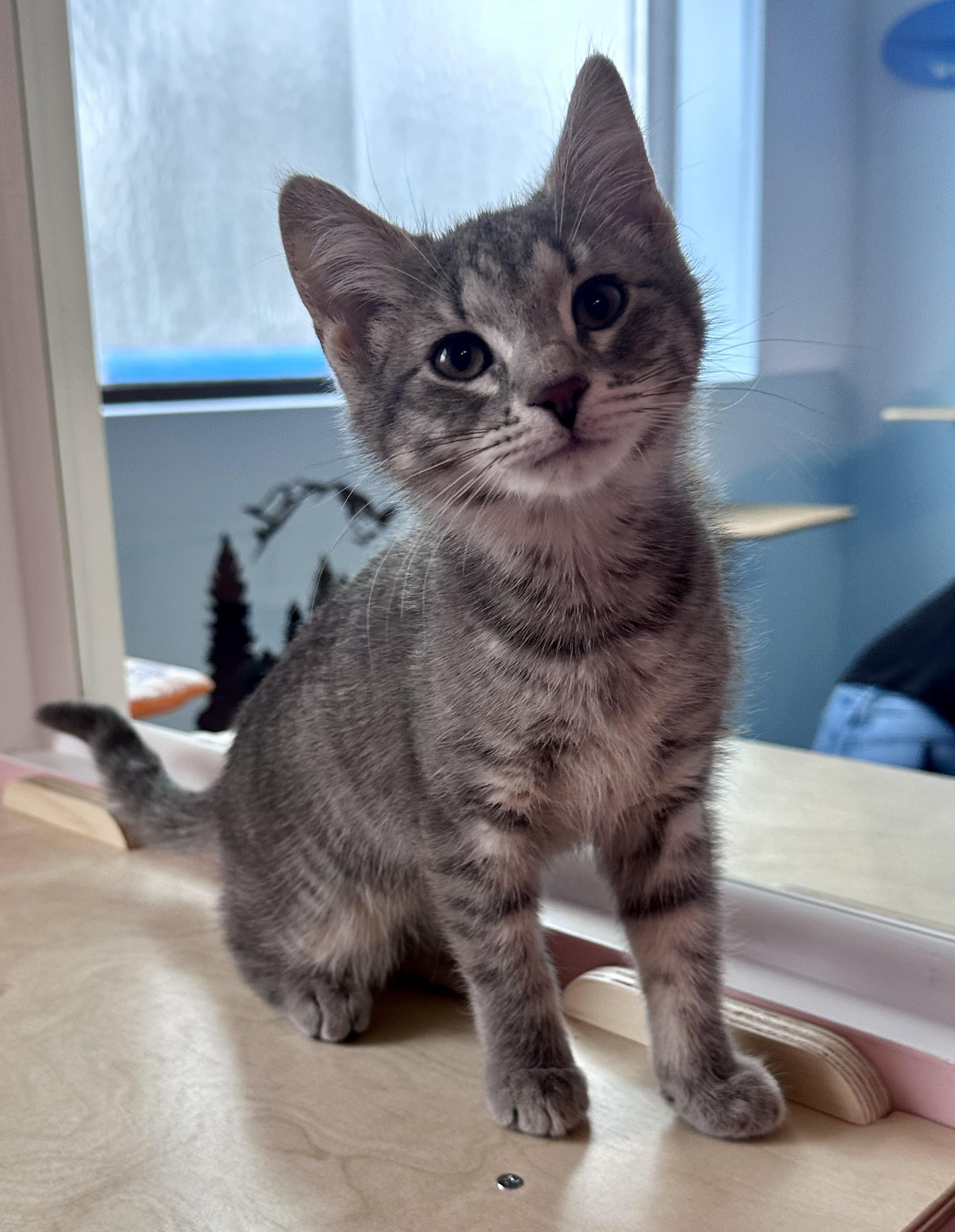 Enlarge McFlurry, an adopted Tabby in Bethel, CT image 3/6