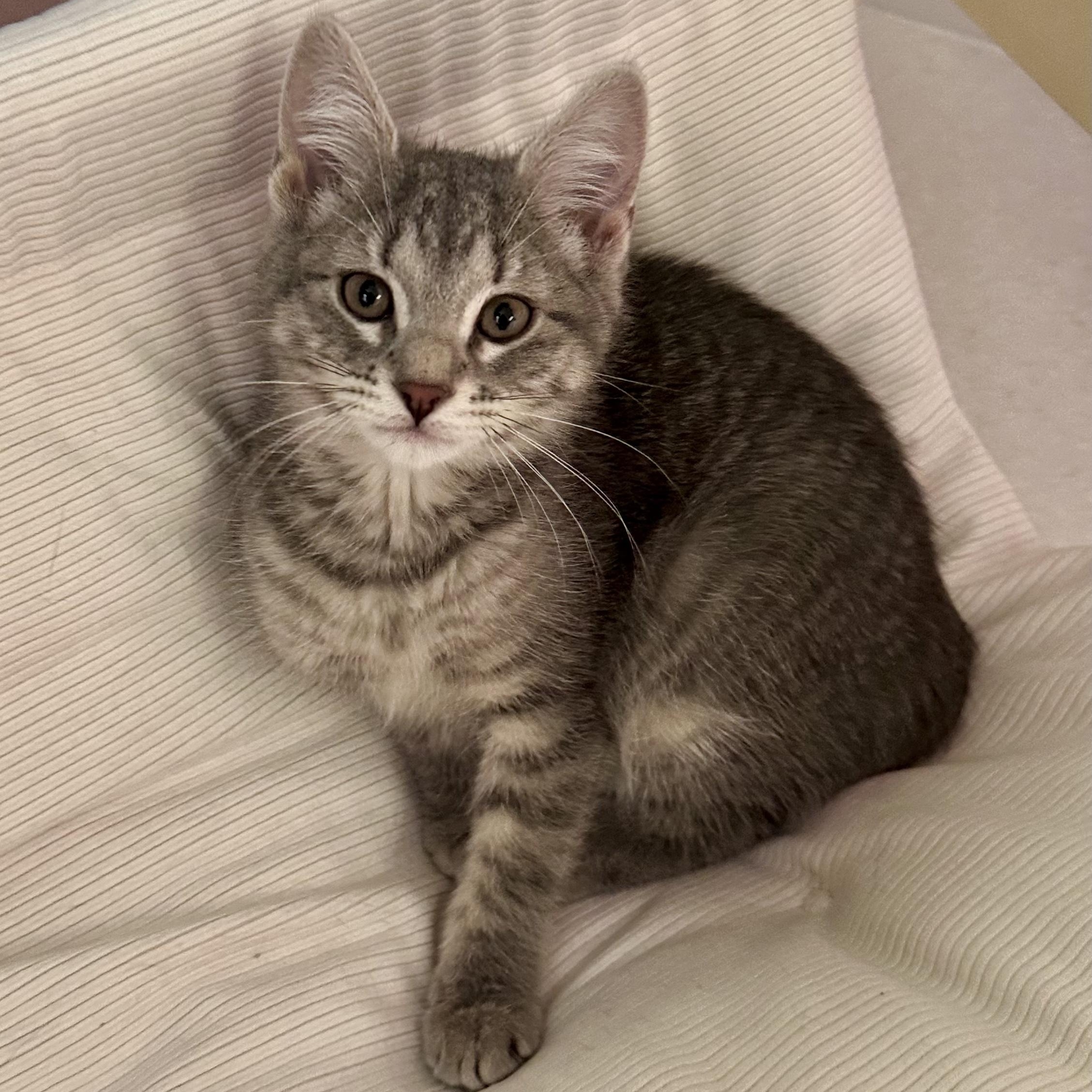 Enlarge McFlurry, an adopted Tabby in Bethel, CT image 1/6