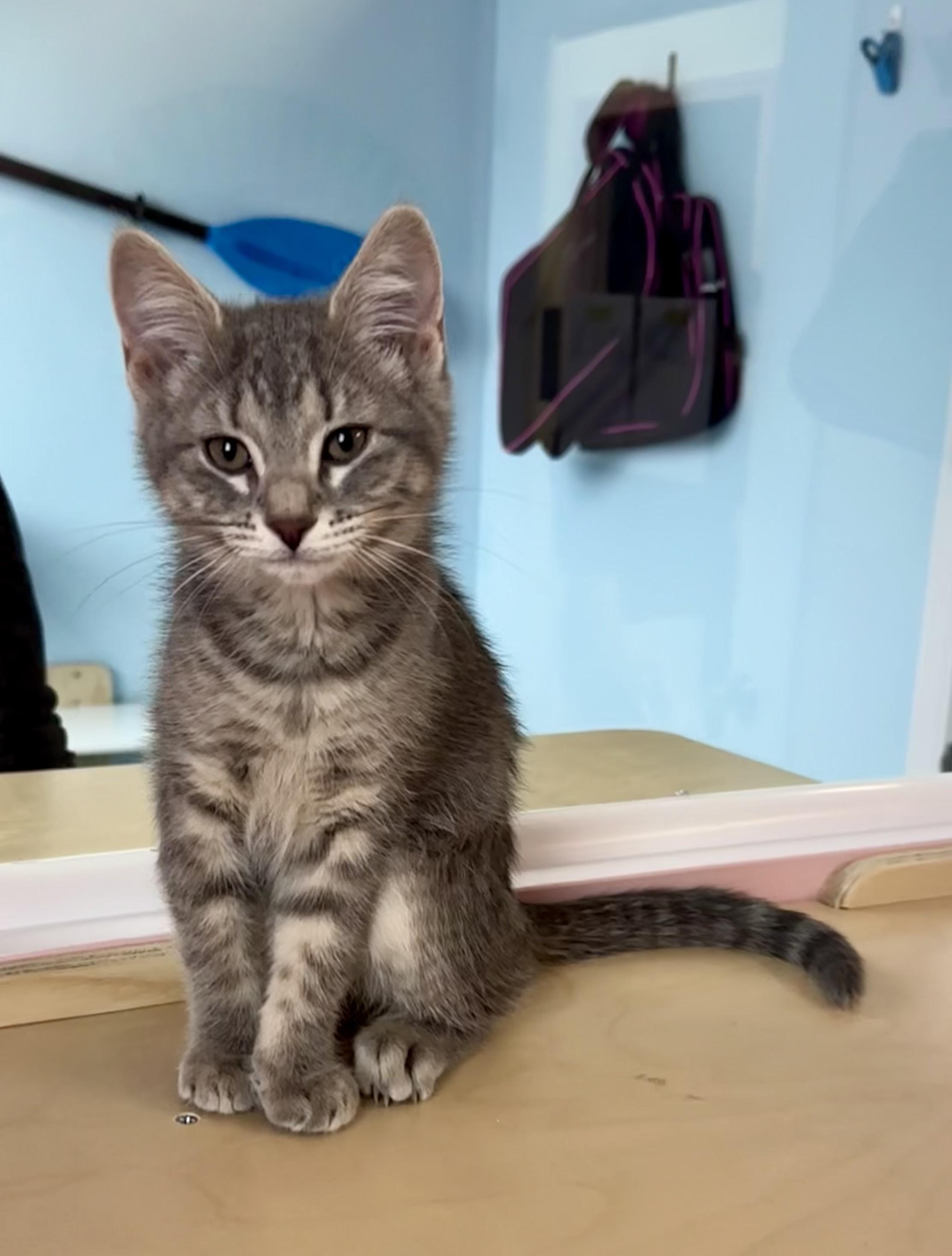 Enlarge McFlurry, an adopted Tabby in Bethel, CT image 4/6