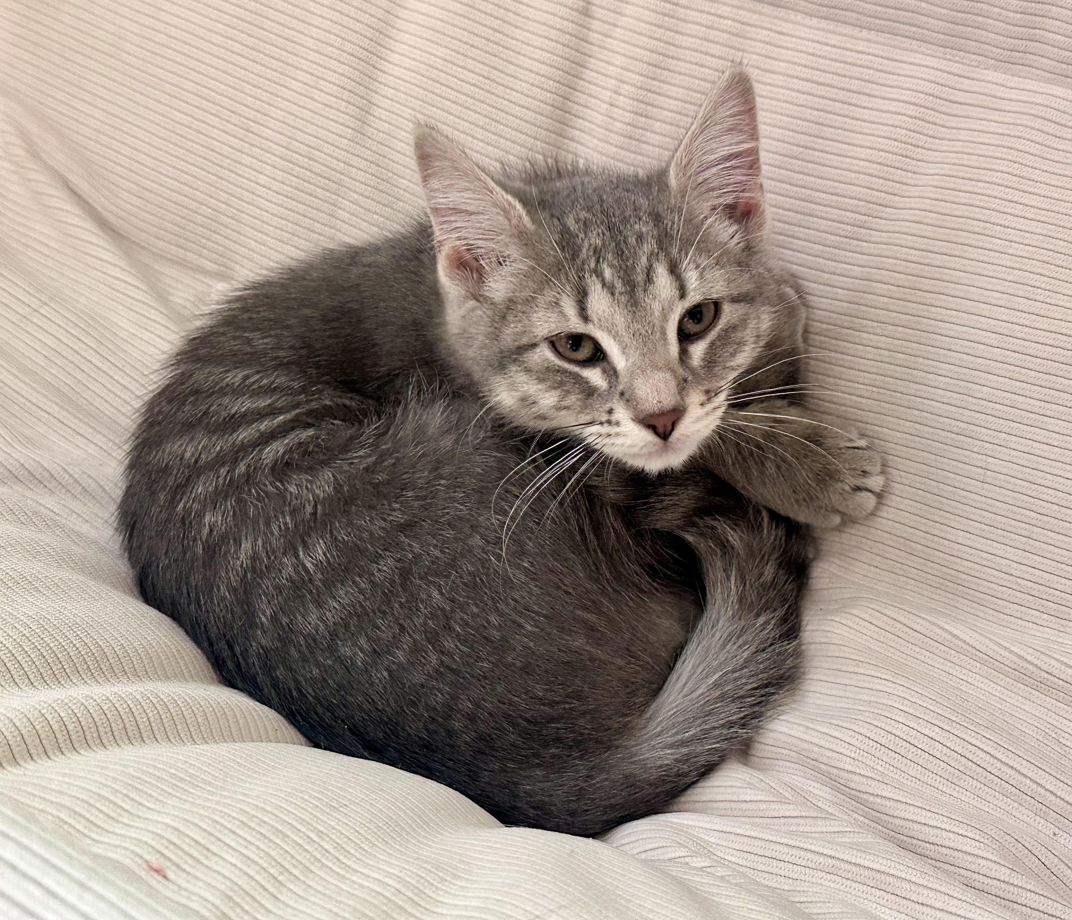 Enlarge McFlurry, an adopted Tabby in Bethel, CT image 5/6