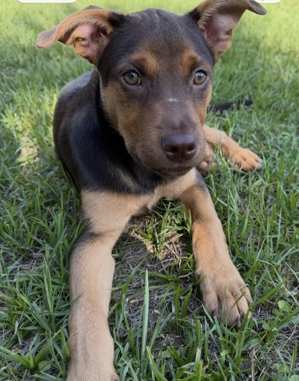 Buster, adopted, Young Male Dutch Shepherd.