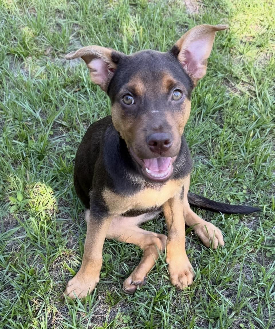 Buster, an adopted mixed breed in Pensacola, FL image 2/2