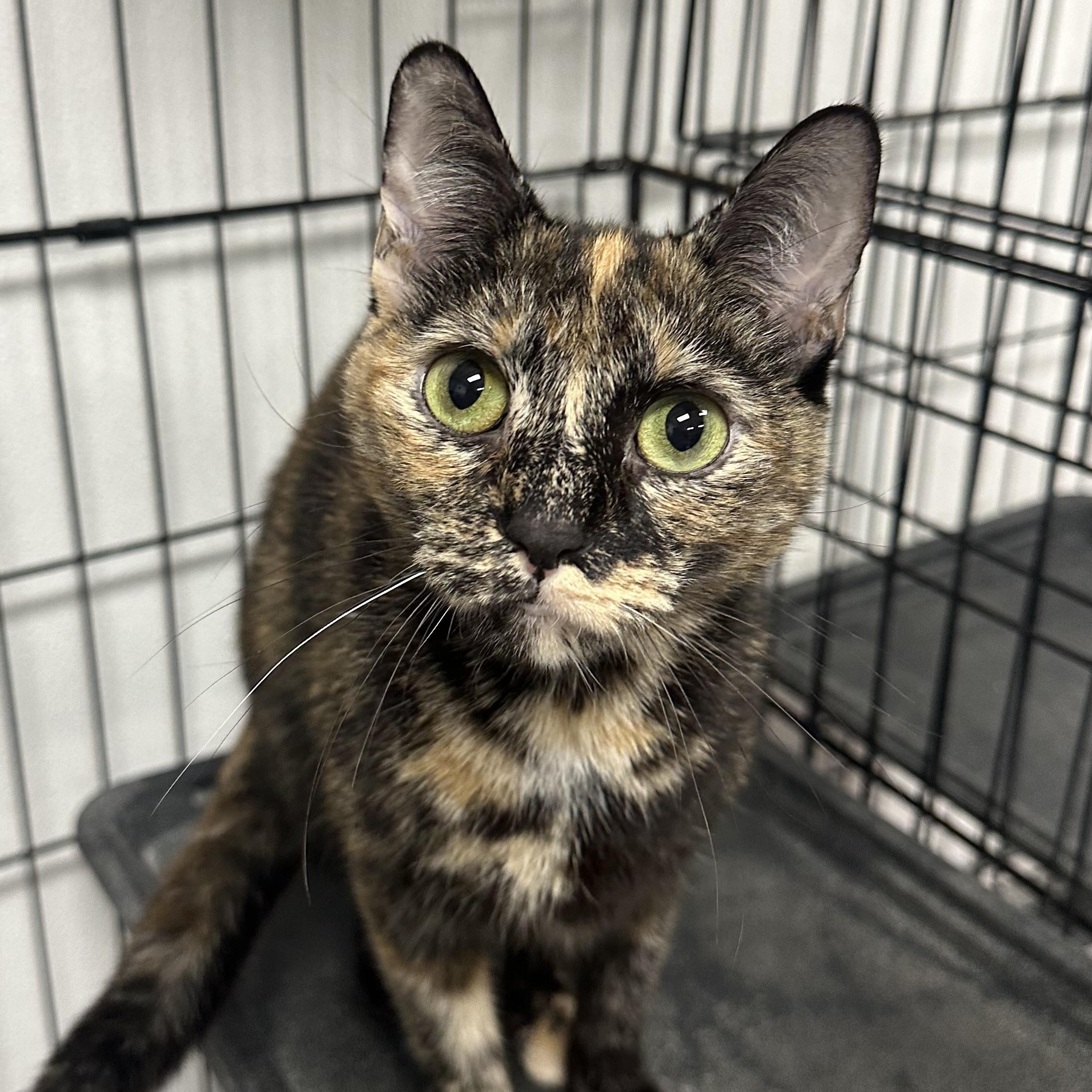 Cayenne, adopted, Young Female Domestic Short Hair.