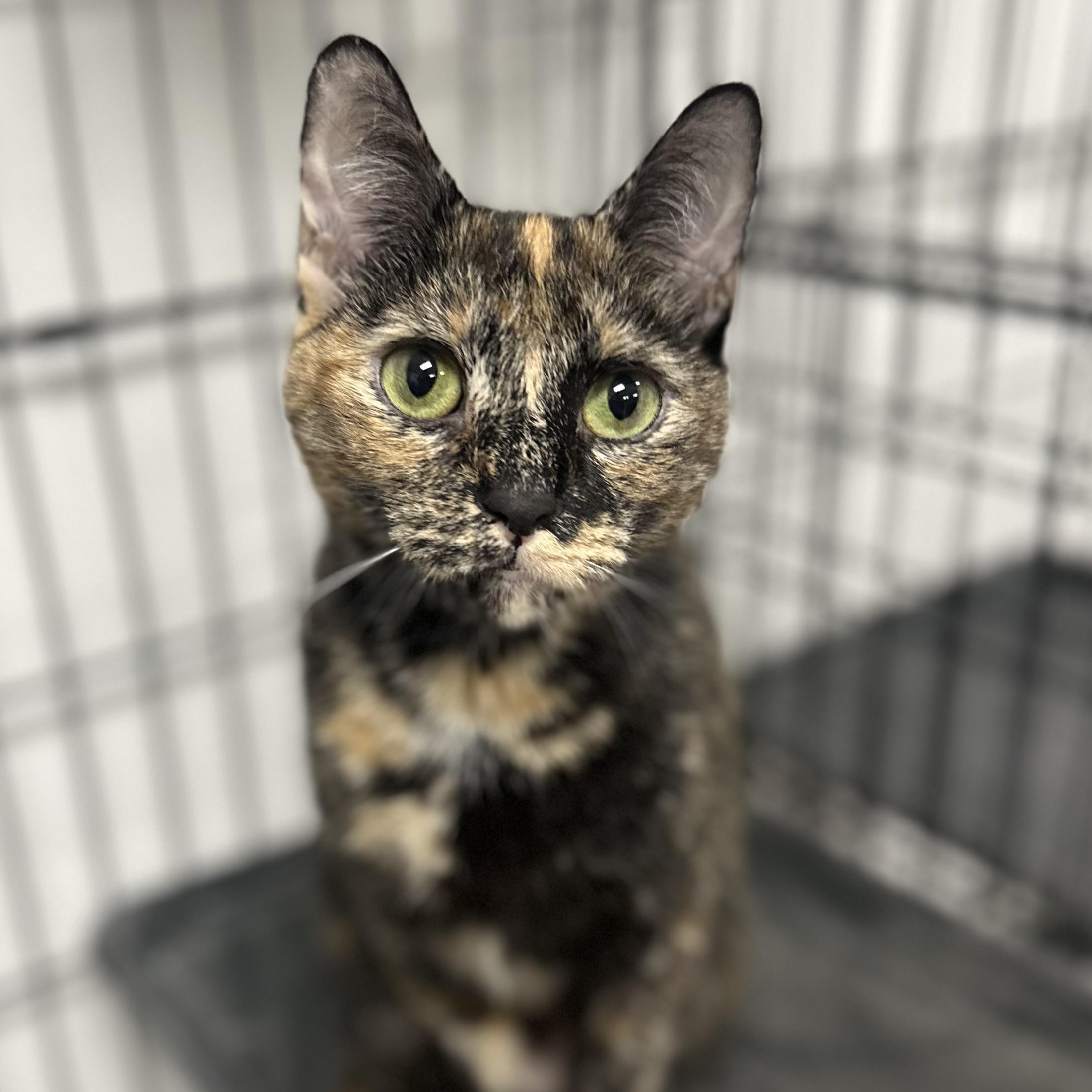 Enlarge Cayenne, an adopted Domestic Short Hair in Youngstown, OH image 2/2