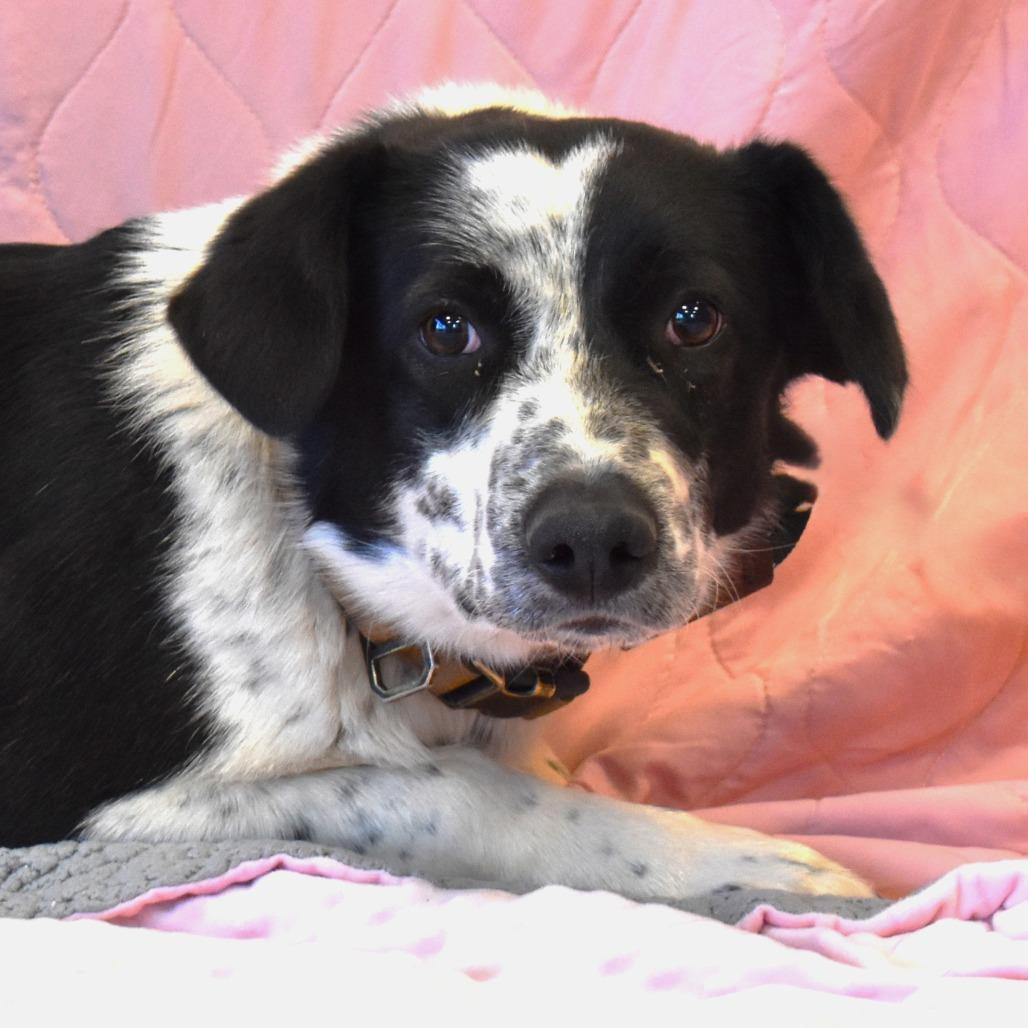 Dottie, Adoptable, Young Female Australian Cattle Dog / Blue Heeler & Border Collie.