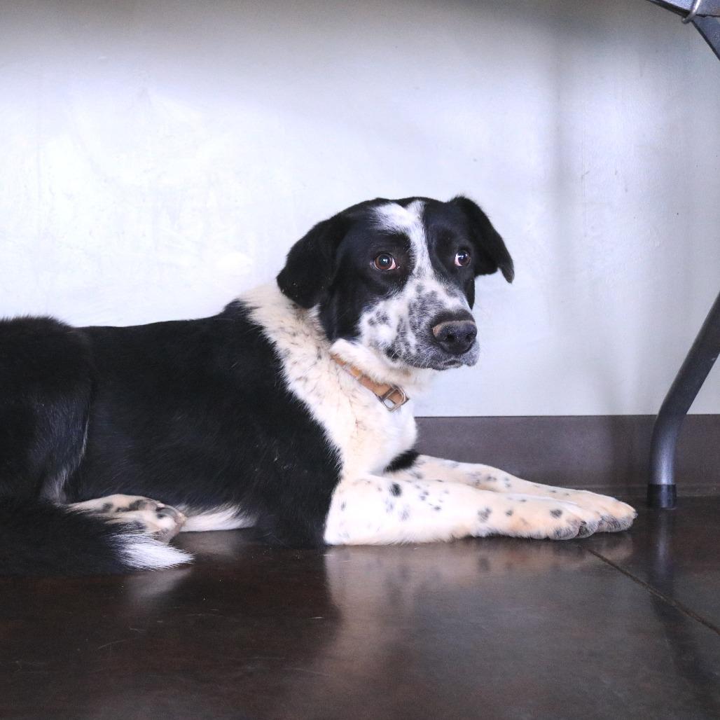 Enlarge Dottie, a Adoptable mixed breed in Rifle, CO image 2/5