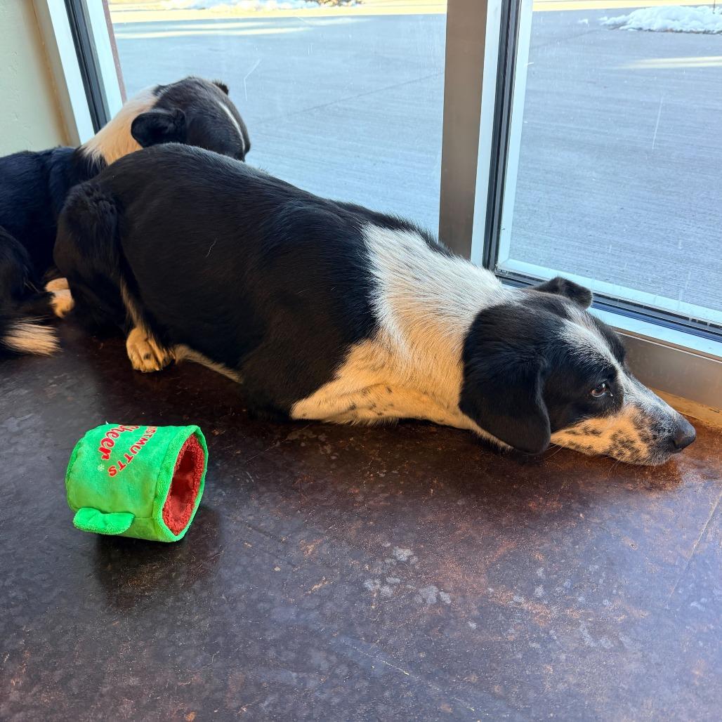 Enlarge Dottie, a Adoptable mixed breed in Rifle, CO image 3/3