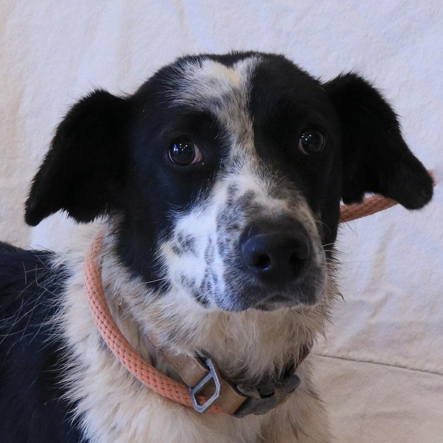 Enlarge Dottie, a Adoptable mixed breed in Rifle, CO image 5/6