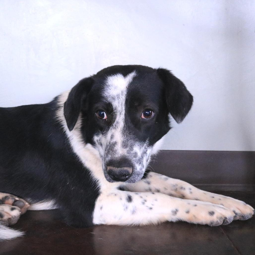 Enlarge Dottie, a Adoptable mixed breed in Rifle, CO image 5/5