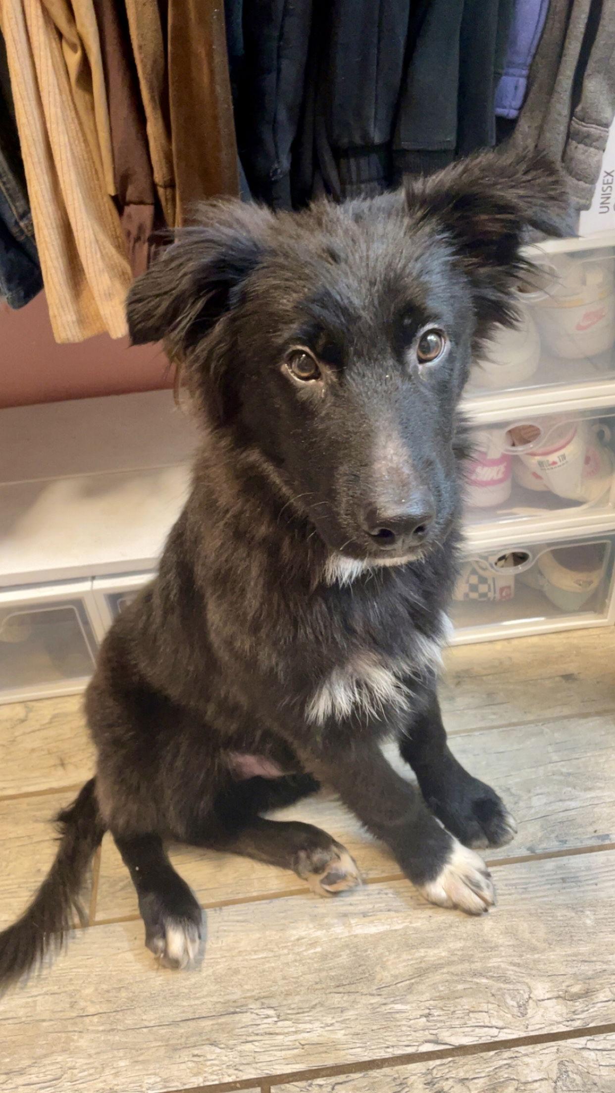 Snape, a Adoptable mixed breed in Barnhart, MO image 1/3