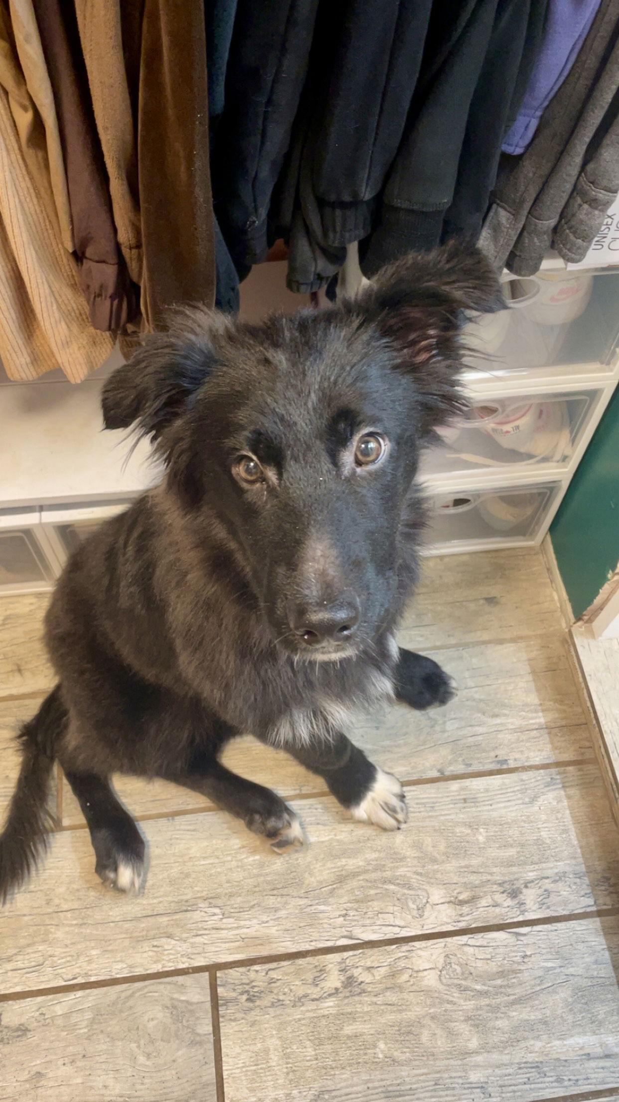 Snape, a Adoptable mixed breed in Barnhart, MO image 2/3