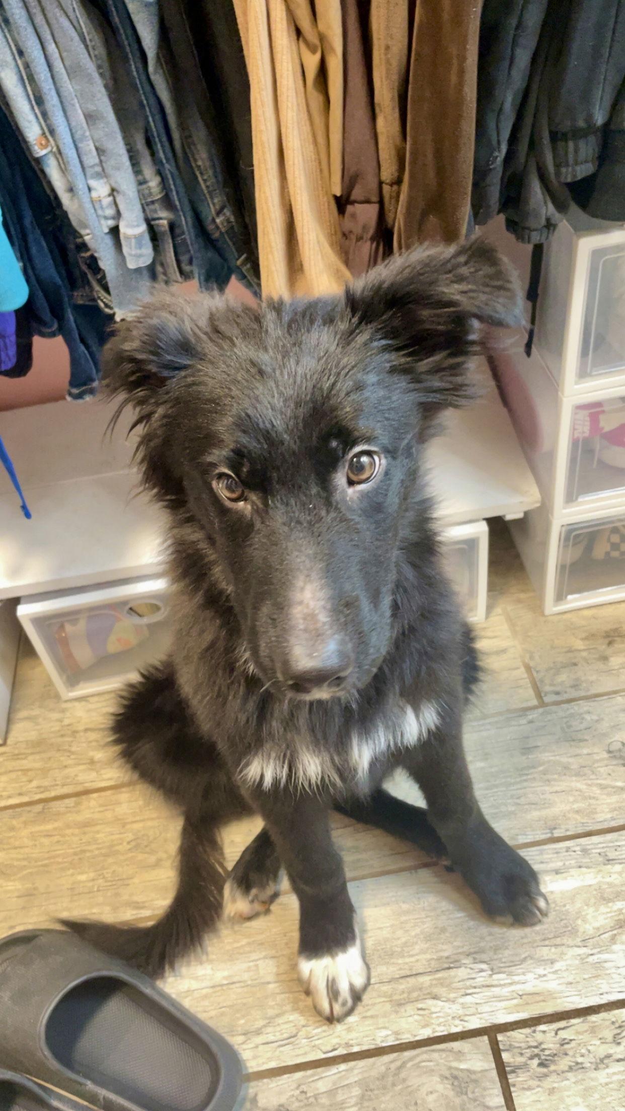 Snape, a Adoptable mixed breed in Barnhart, MO image 3/3