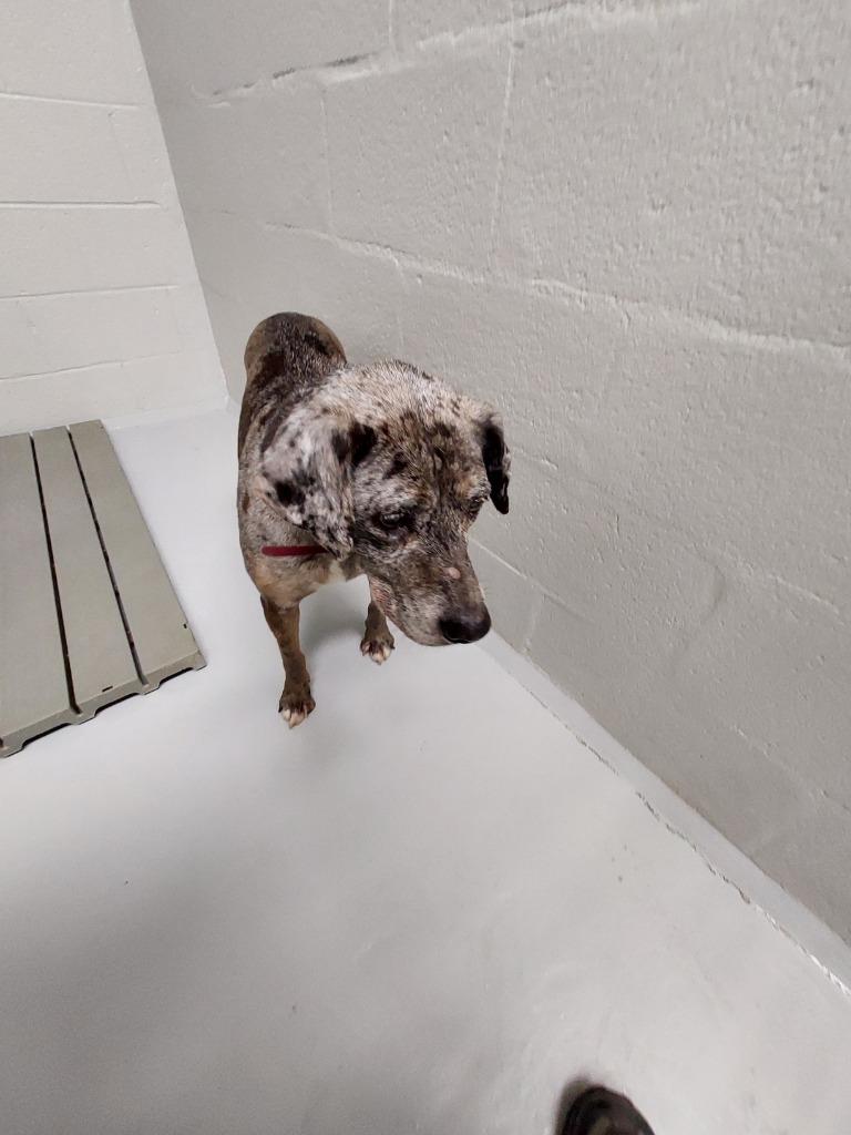 Rebecca, Adoptable, Adult Female Terrier.