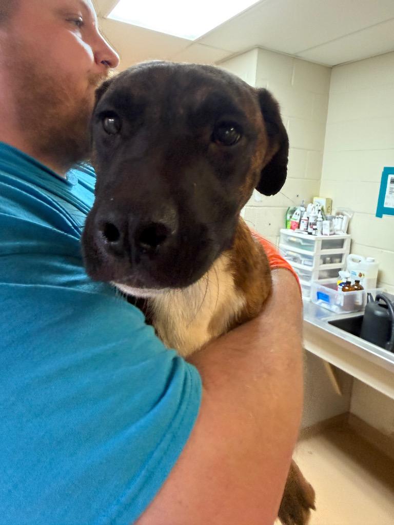 Enlarge Canelo, a Adoptable mixed breed in Nacogdoches, TX image 1/1