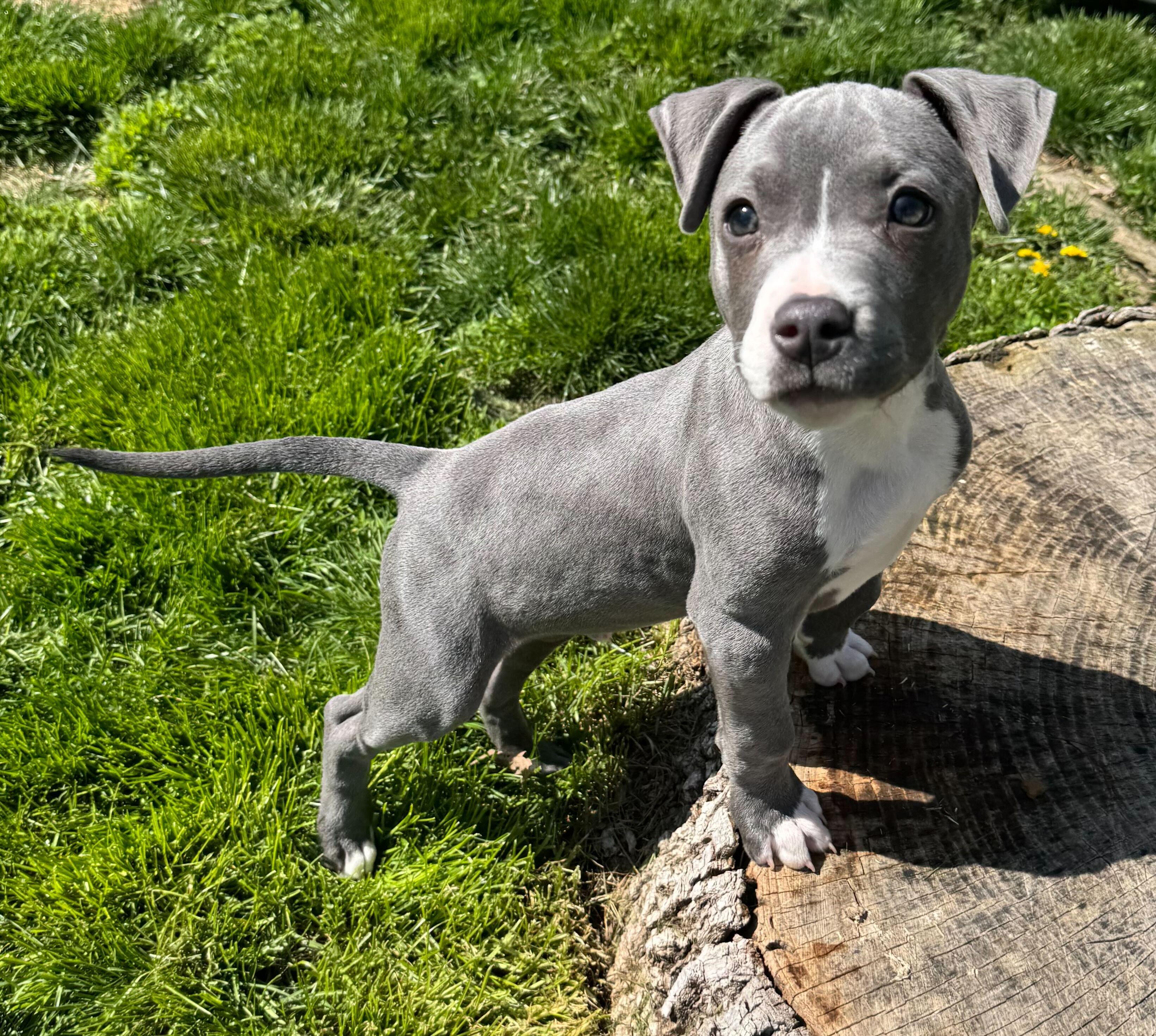 Enlarge Ducky, an adopted mixed breed in Cedar Rapids, IA image 4/6