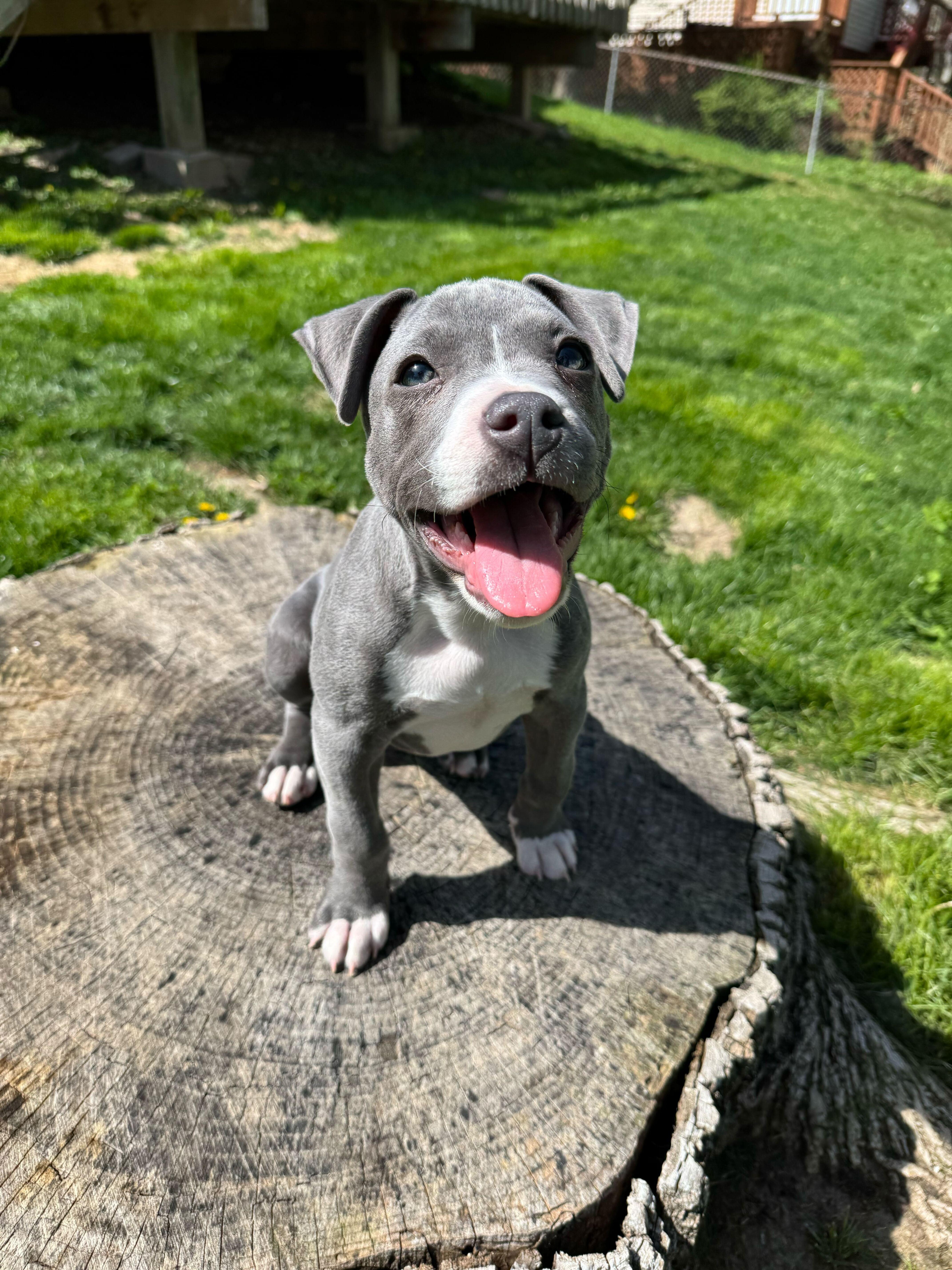 Enlarge Ducky, an adopted mixed breed in Cedar Rapids, IA image 3/6