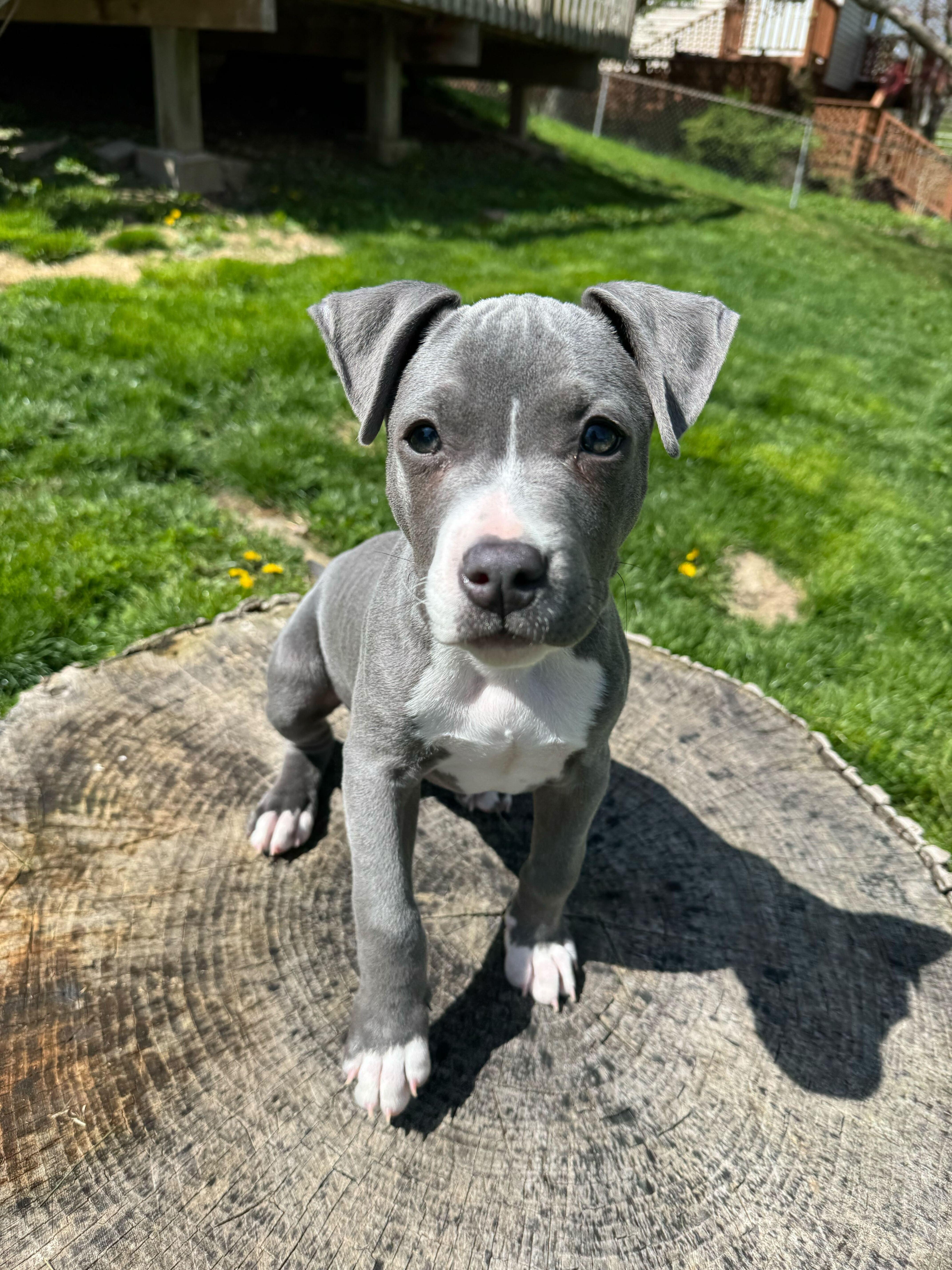 Enlarge Ducky, an adopted mixed breed in Cedar Rapids, IA image 5/6