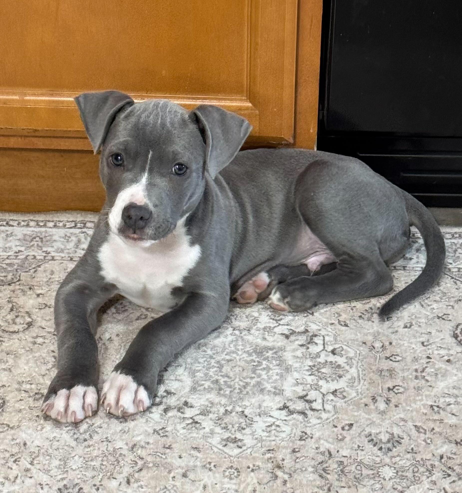 Enlarge Ducky, an adopted mixed breed in Cedar Rapids, IA image 2/6