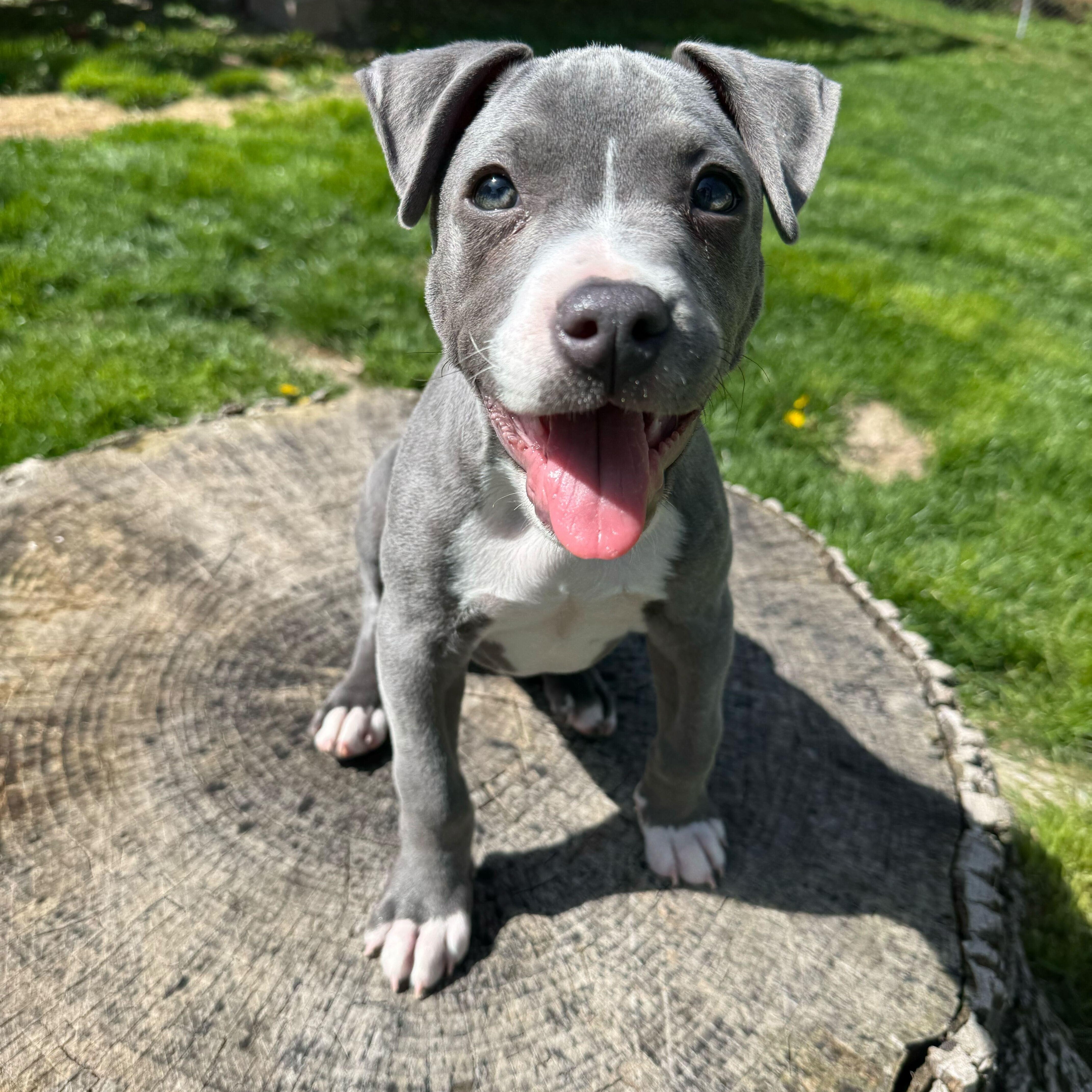 Ducky, adopted, Puppy Male Pit Bull Terrier.